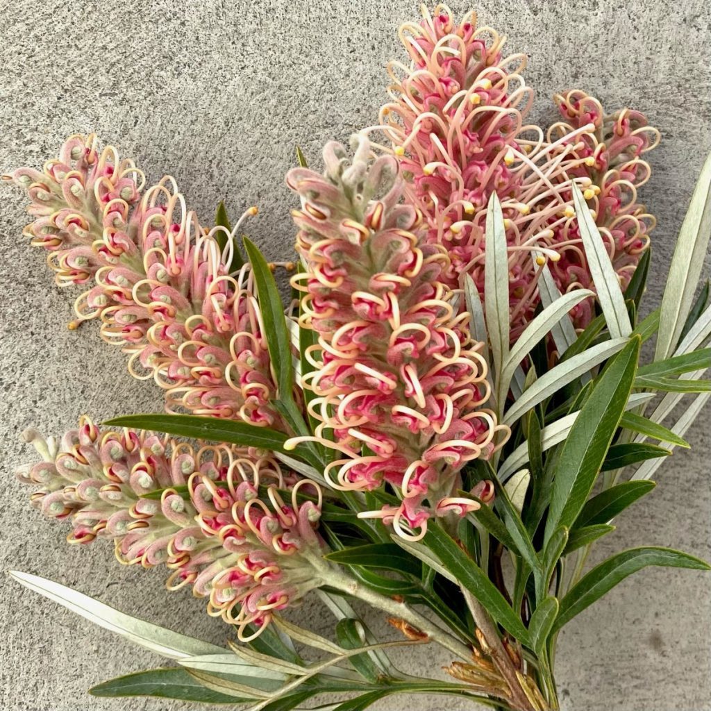 grevillea