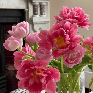 Open Pink Peony Tulips in vase