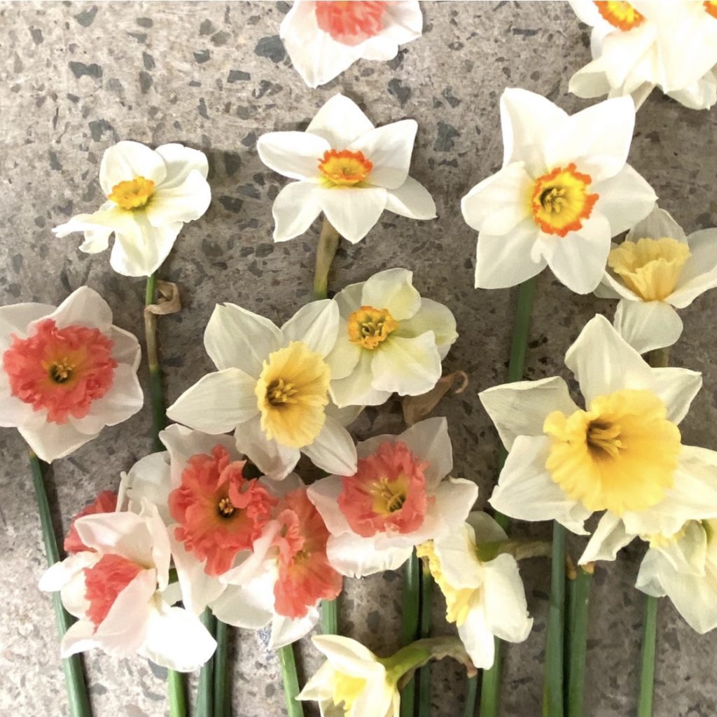 Selection of daffodil varieties in cream, yellow, and peach tones with frilled centres