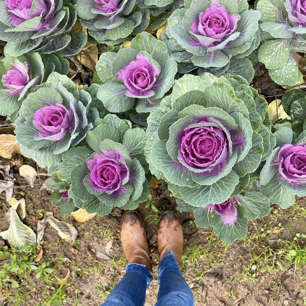 Purple ornamental kale growing on a local NSW flower farm – perfect for winter arrangements