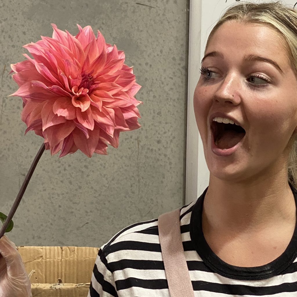 Florist reacting with delight to an enormous pink dahlia