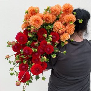 Florist holding locally grown dahlias in orange and red