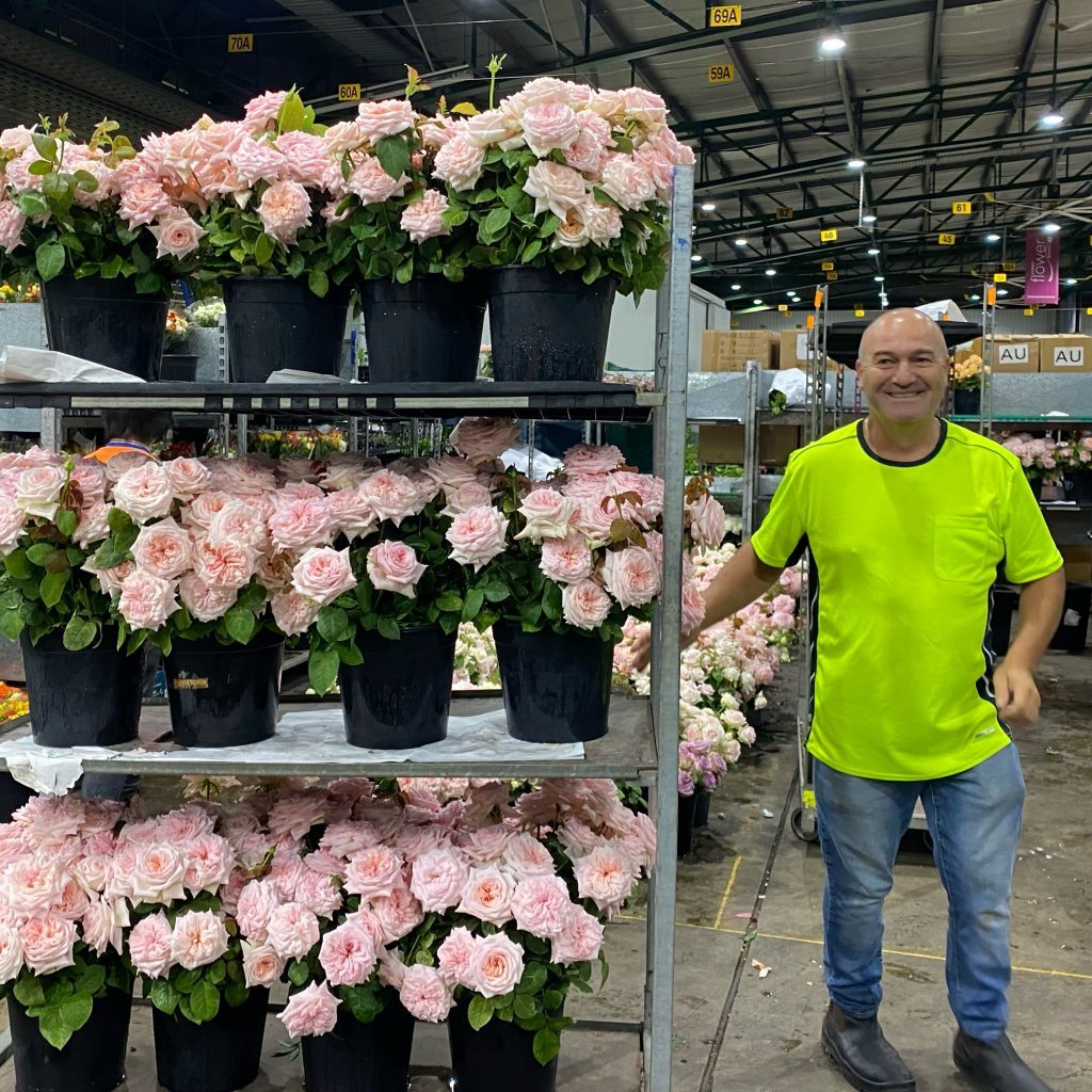 Smiling grower delivering buckets of roses at Sydney Flower Market