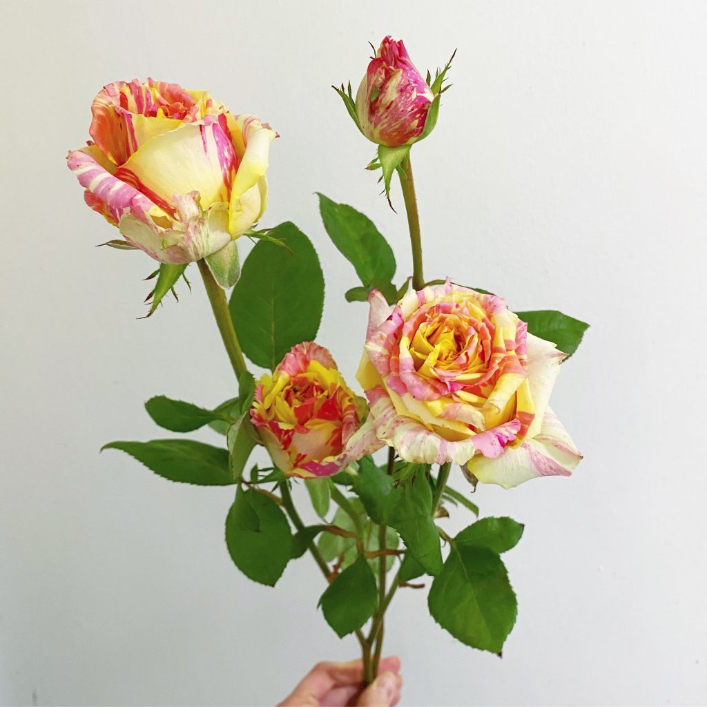 Garden rose stem with extra buds