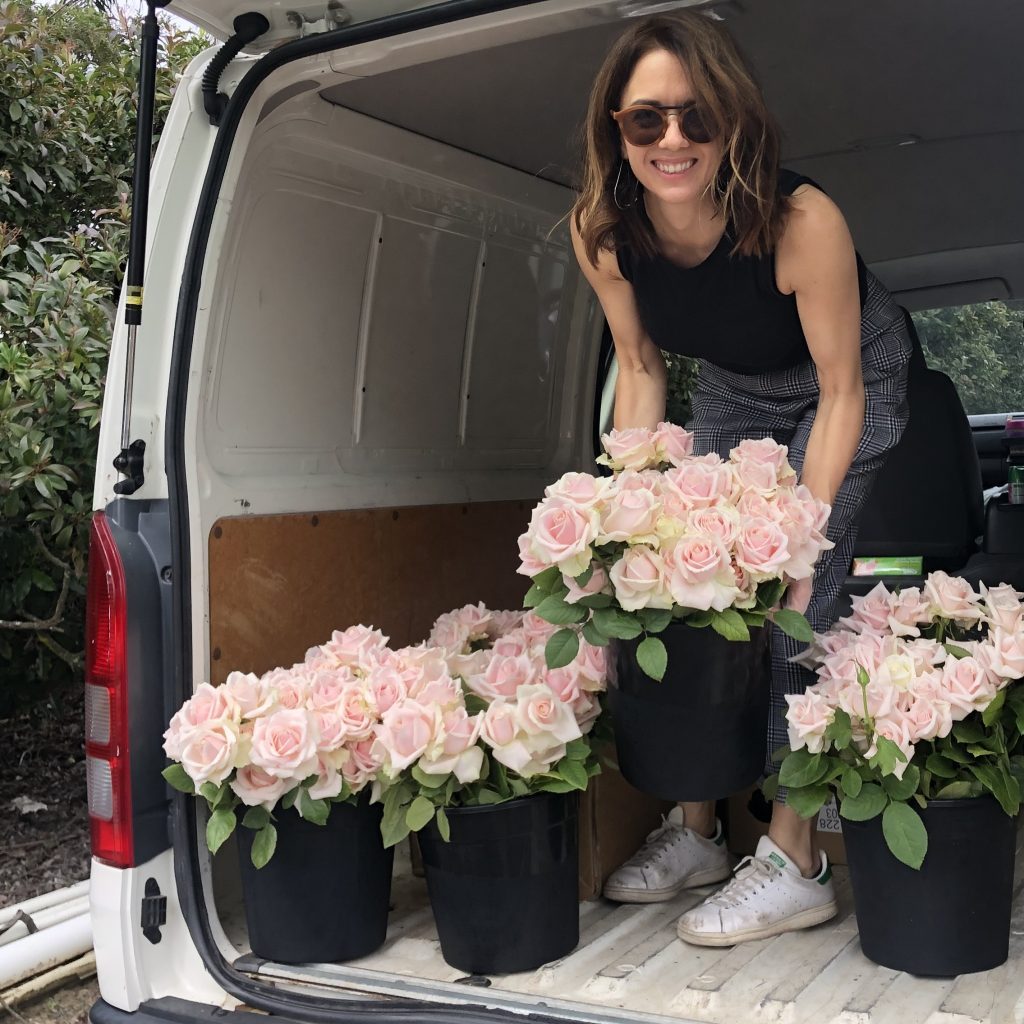 Collecting locally grown roses from a NSW flower farm