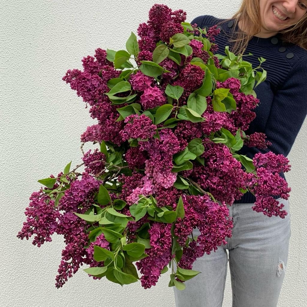 Deep purple lilac held in armful bunches