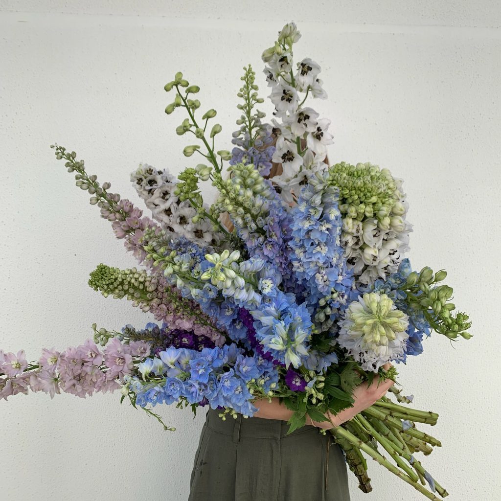 Blue and white delphinium stems in a large armful