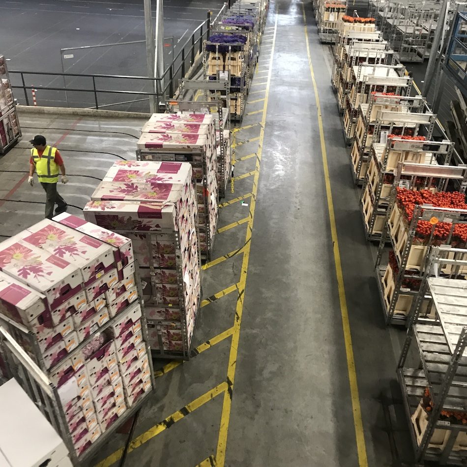 Imported flowers on conveyor belts in industrial pallets