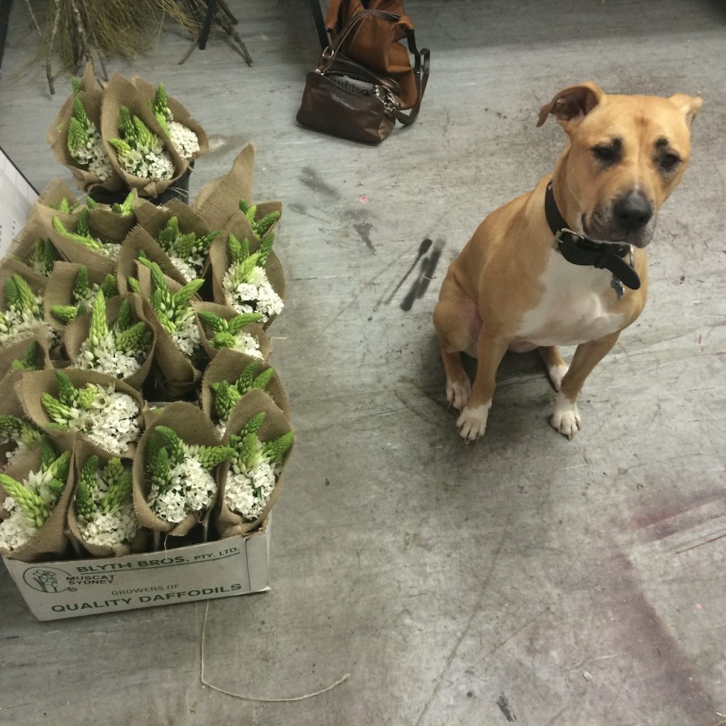 Dog with a bunch of flowers on the pavement