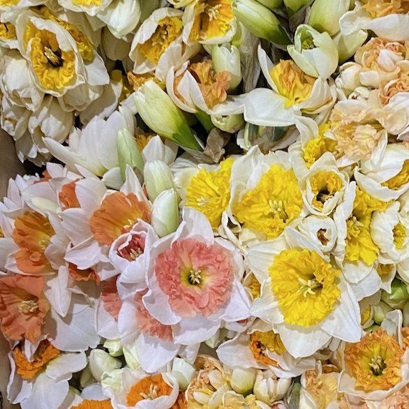 Peach, yellow and white daffodils in mixed varieties