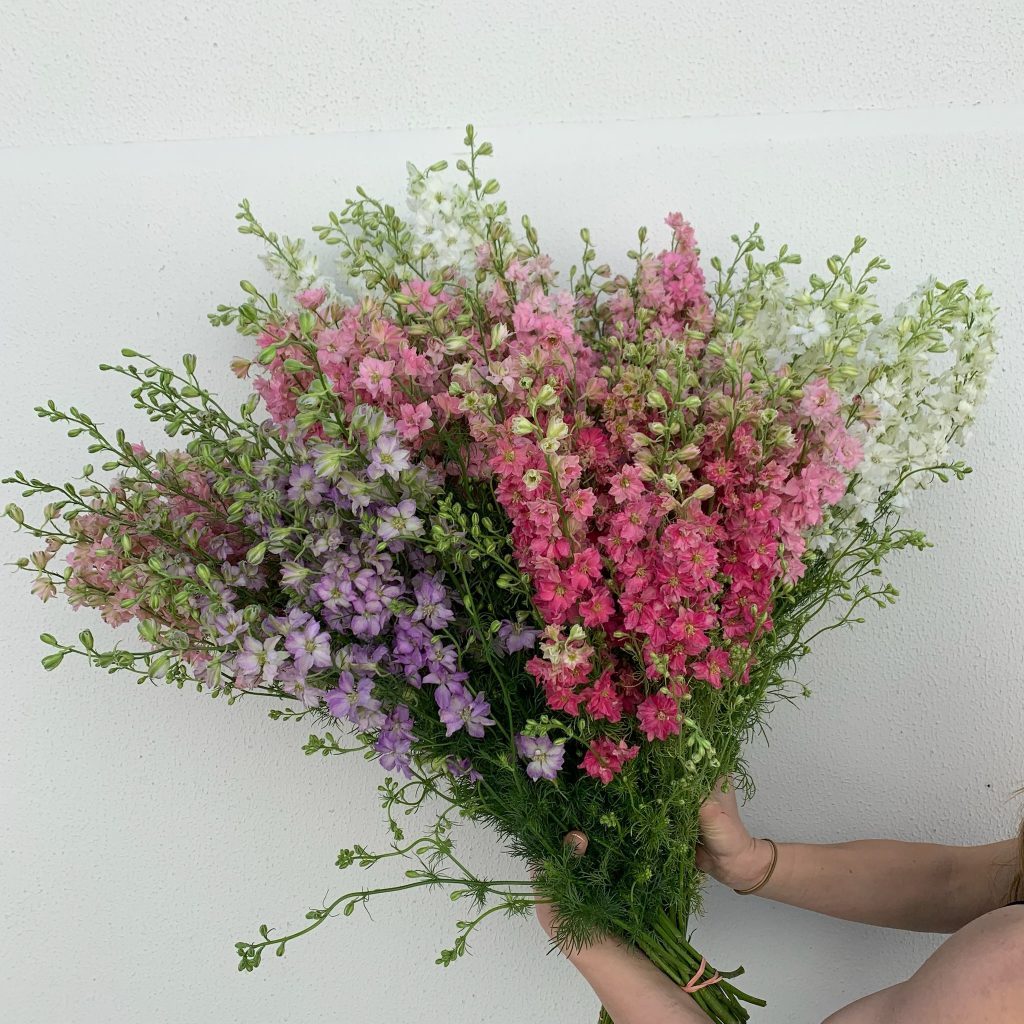 A mix of soft pink, purple and white larkspur stems