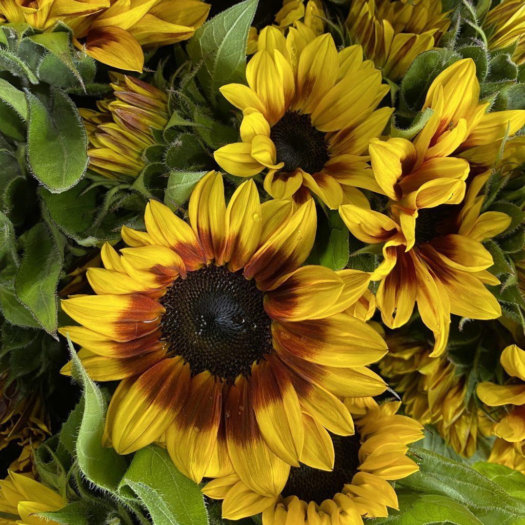 Close-up of Autumn Beauty Sunflowers with deep bronze and yellow petals