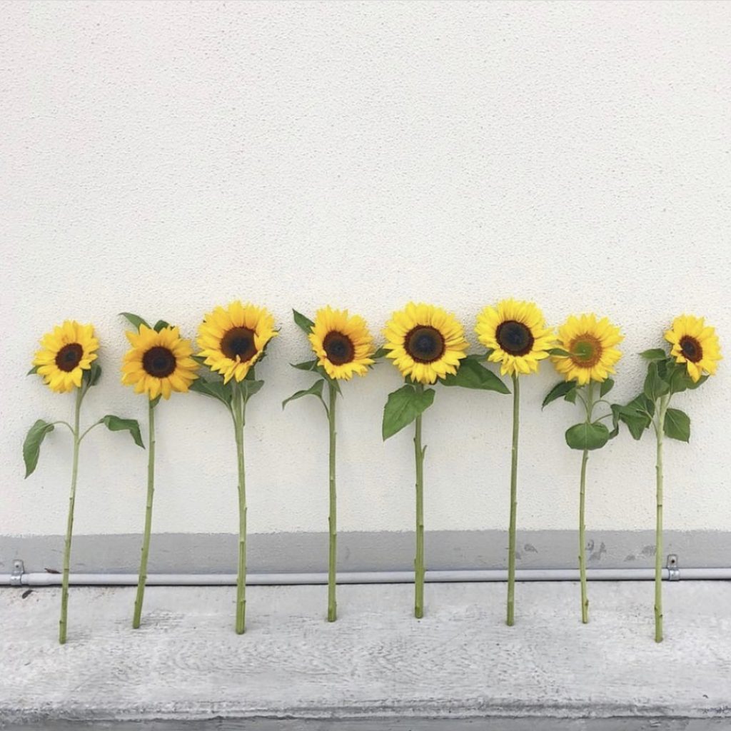 Single sunflowers lined up against a wall